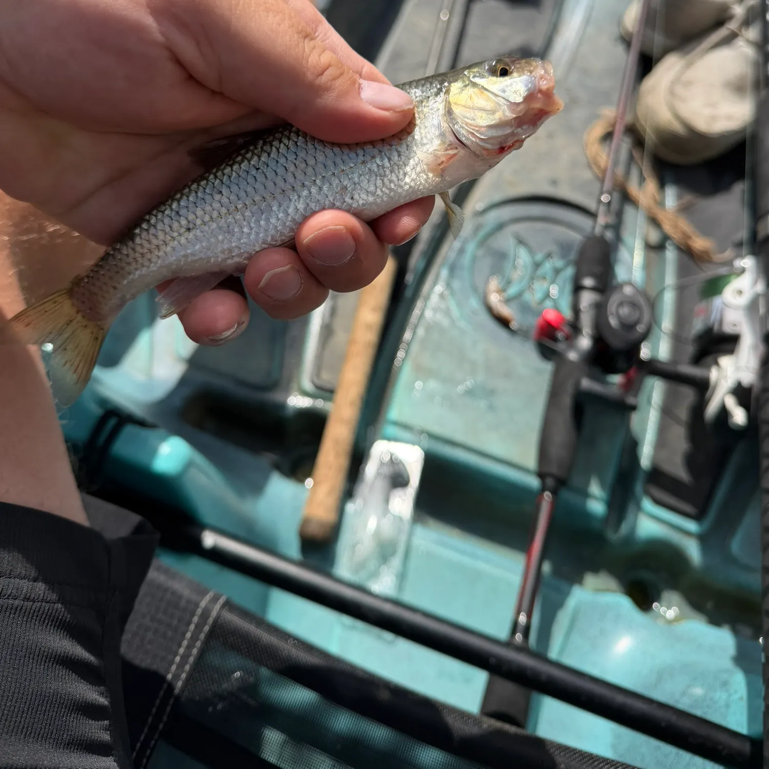 Fallfish caught on Fishbrain