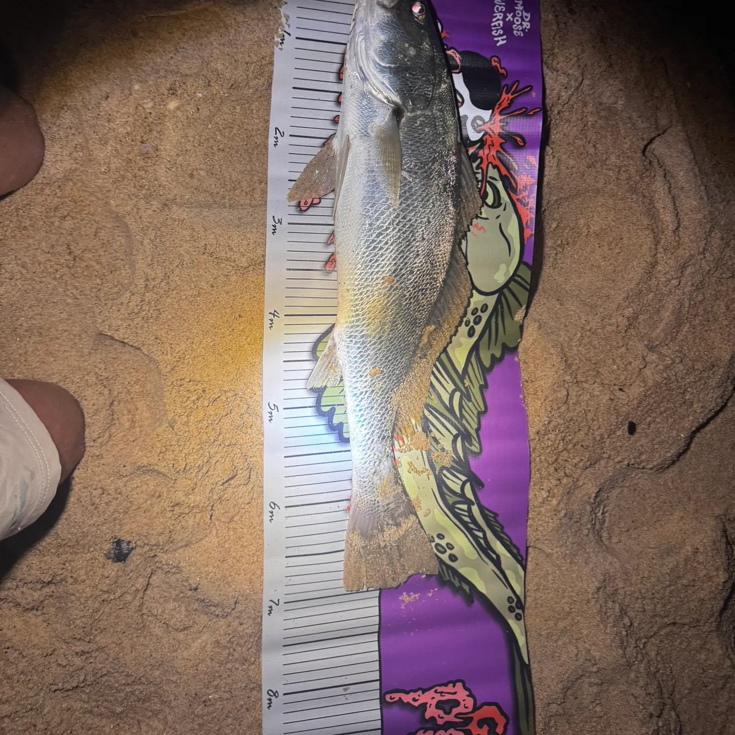 The most recent Japanese meagre catches on Fishbrain