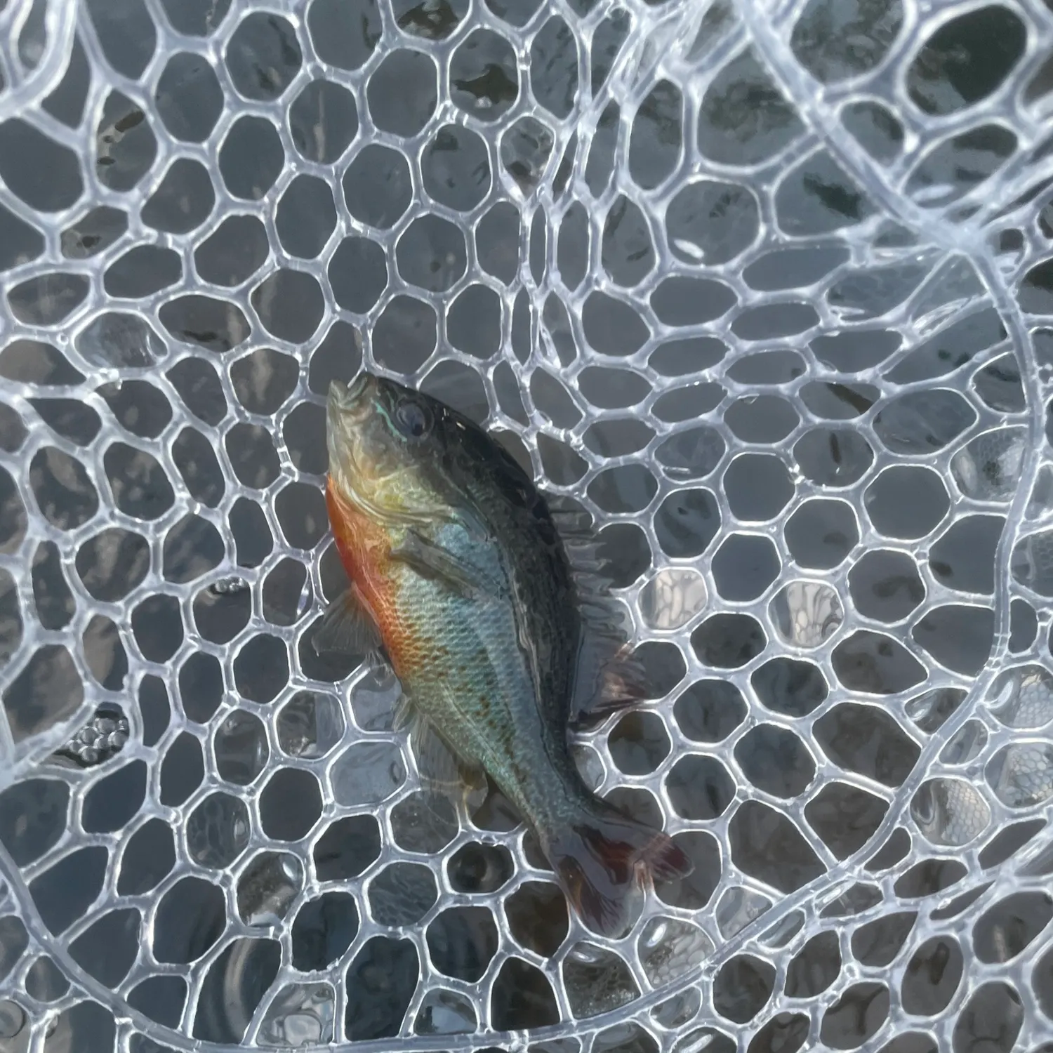 Greengill hybrid caught on Fishbrain