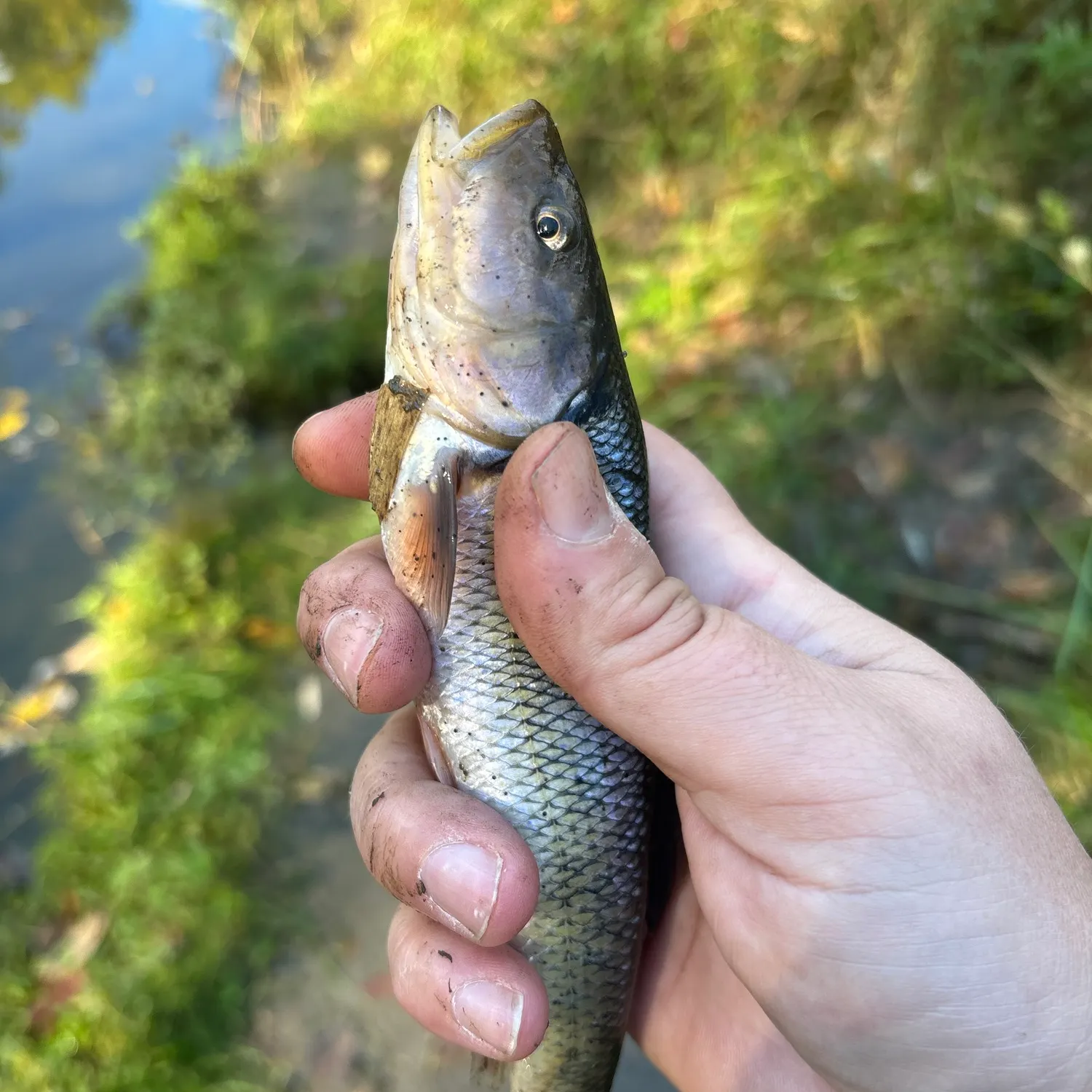 Creek chub caught on Fishbrain