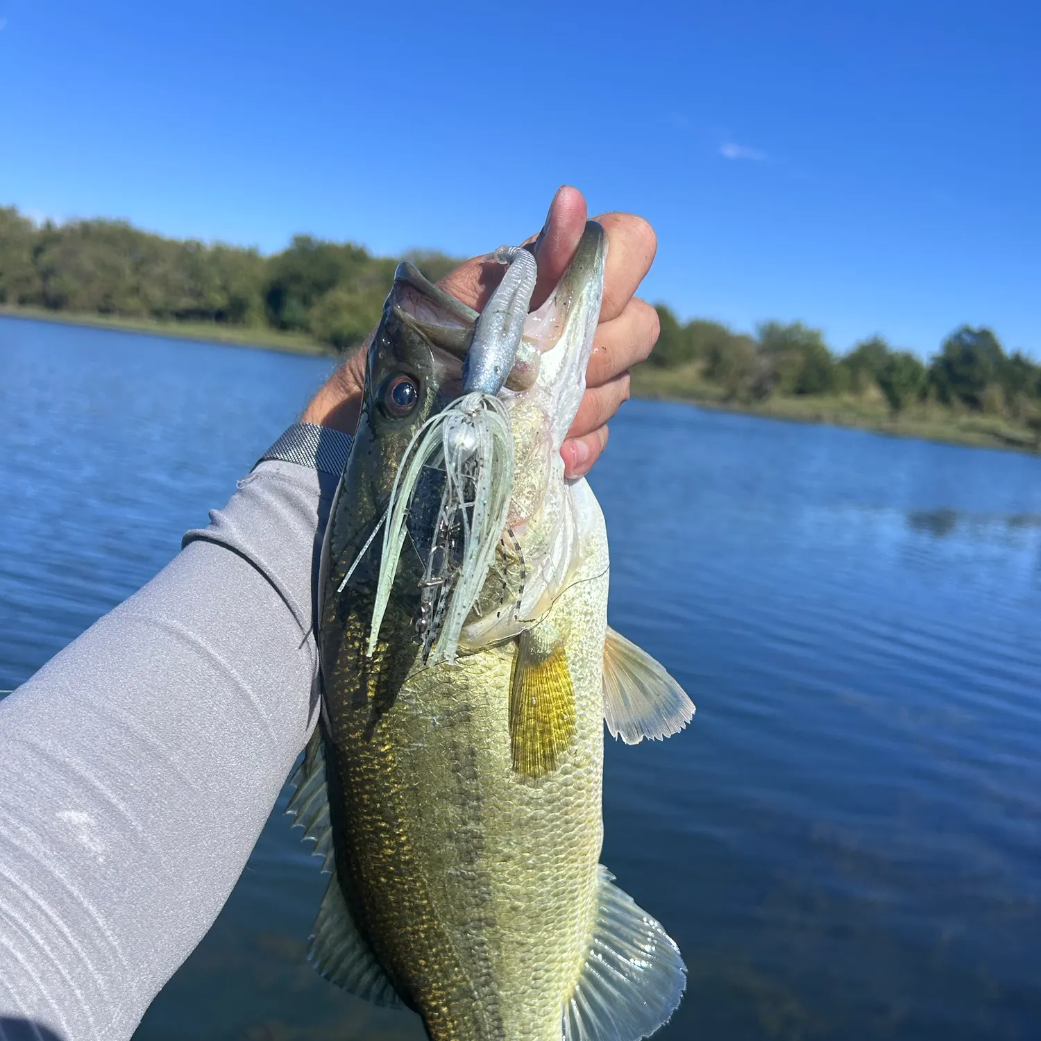 Largemouth bass caught on Fishbrain