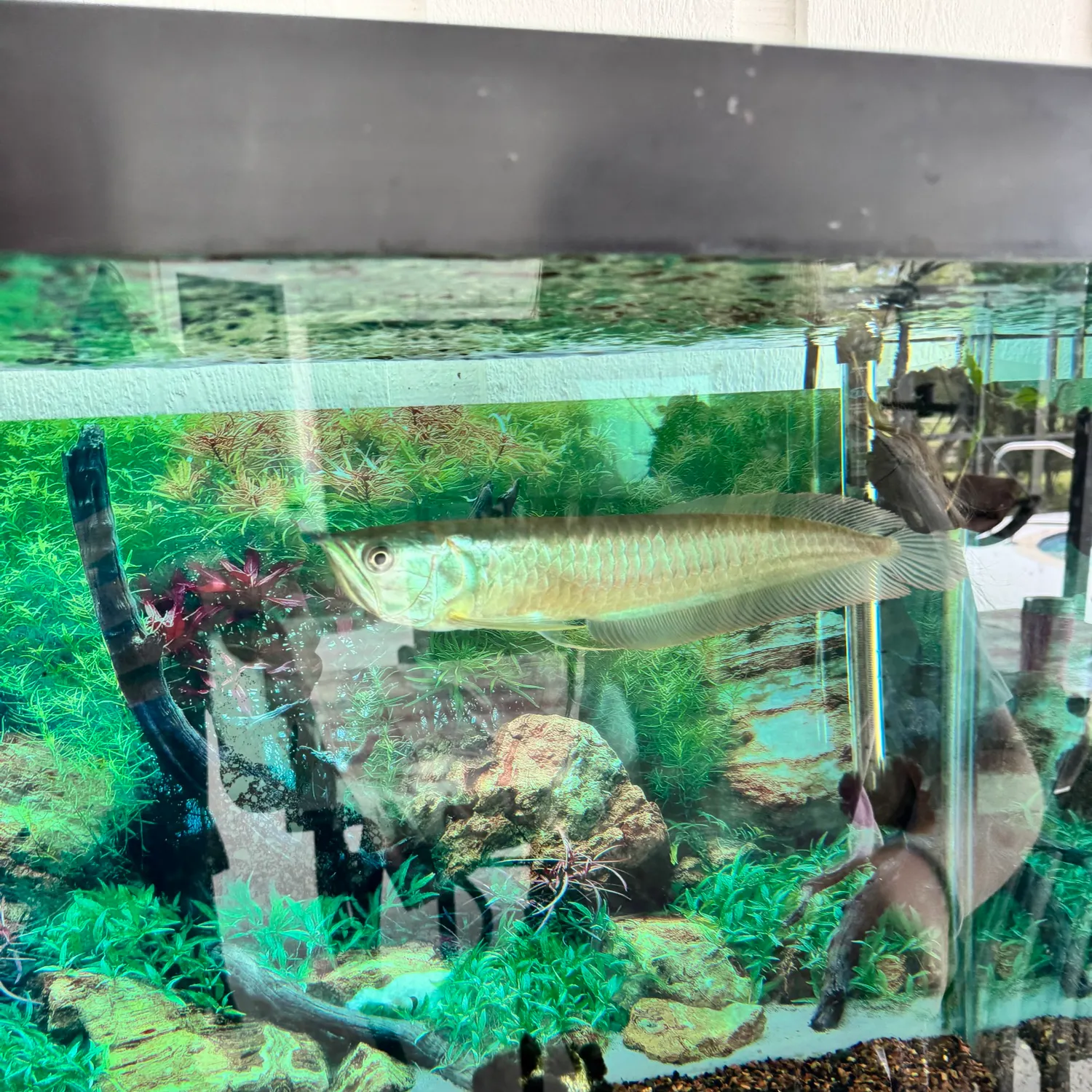 The most recent Silver arowana catches on Fishbrain