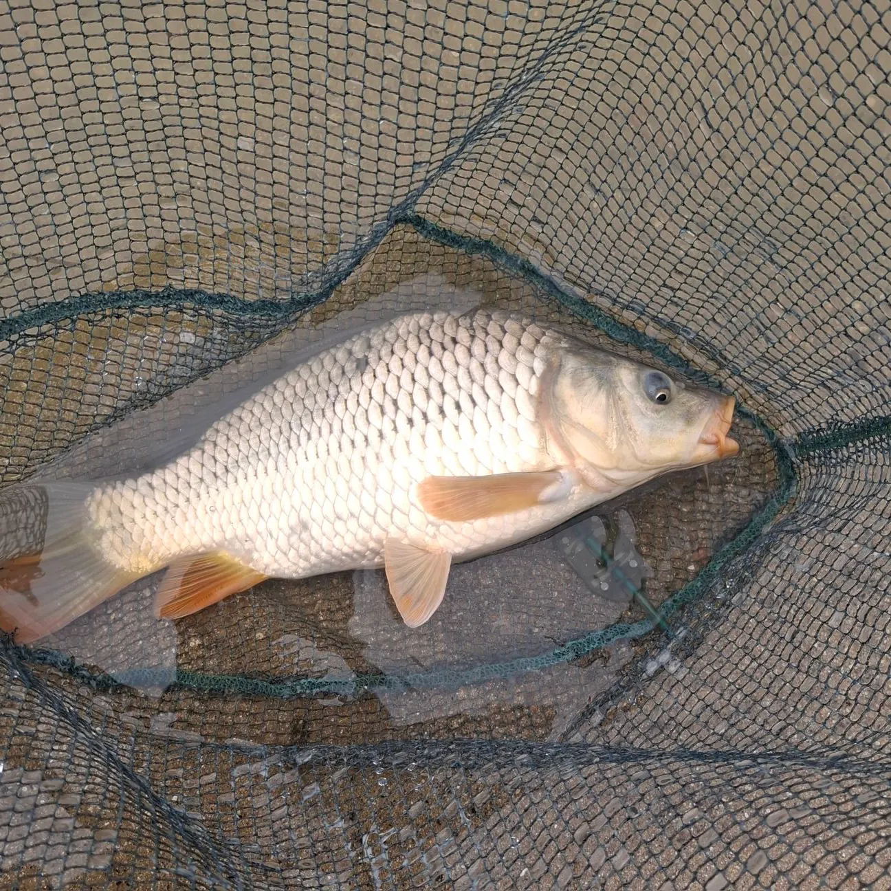 Common carp caught on Fishbrain