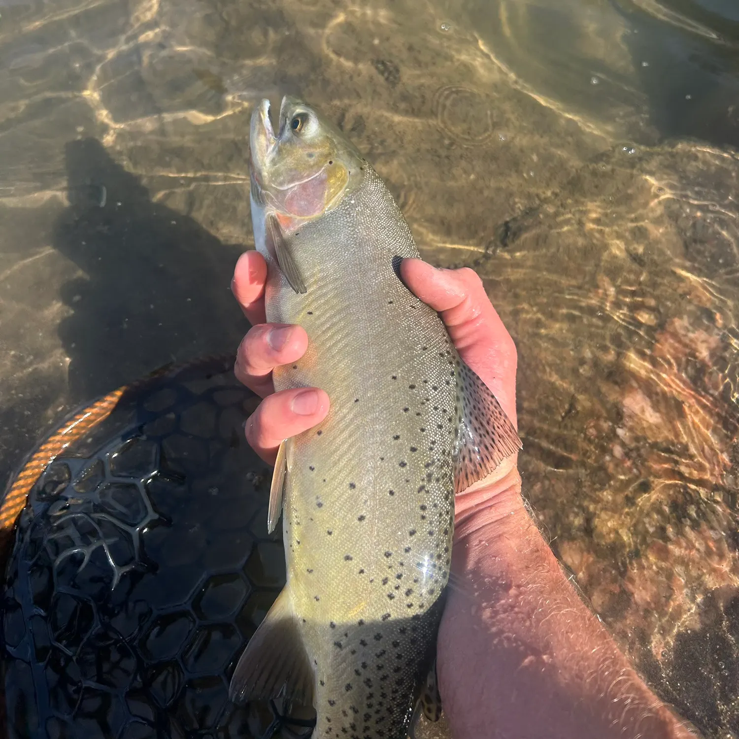 Yellowstone cutthroat trout caught on Fishbrain