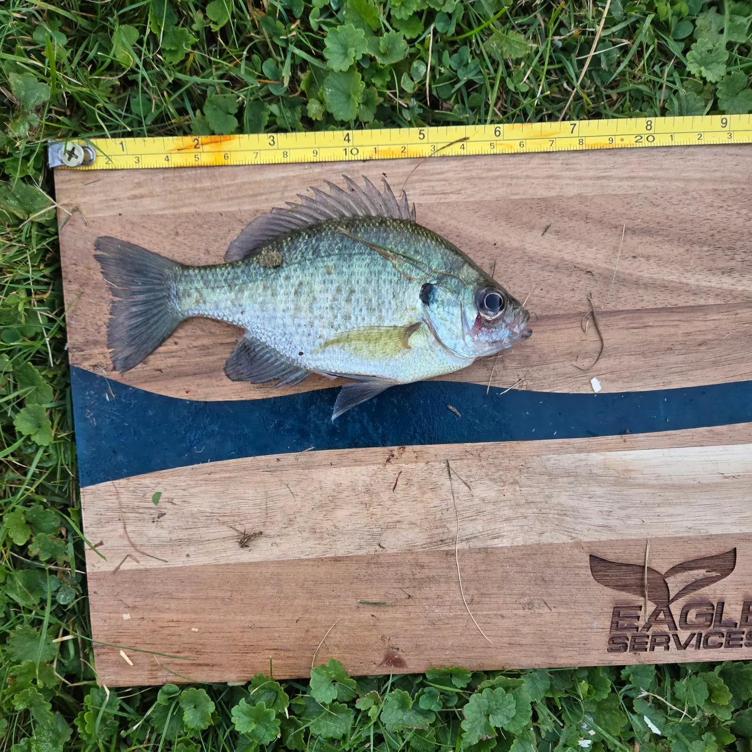 Bluegill caught on Fishbrain