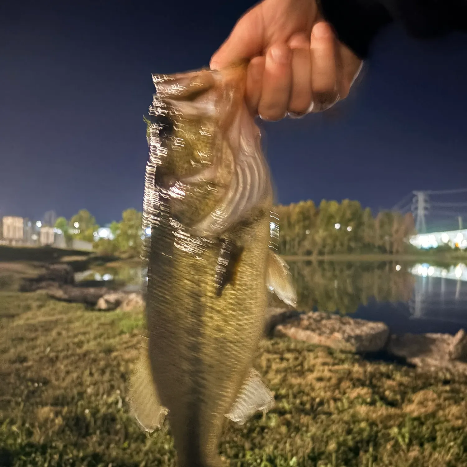 Largemouth bass caught on Fishbrain