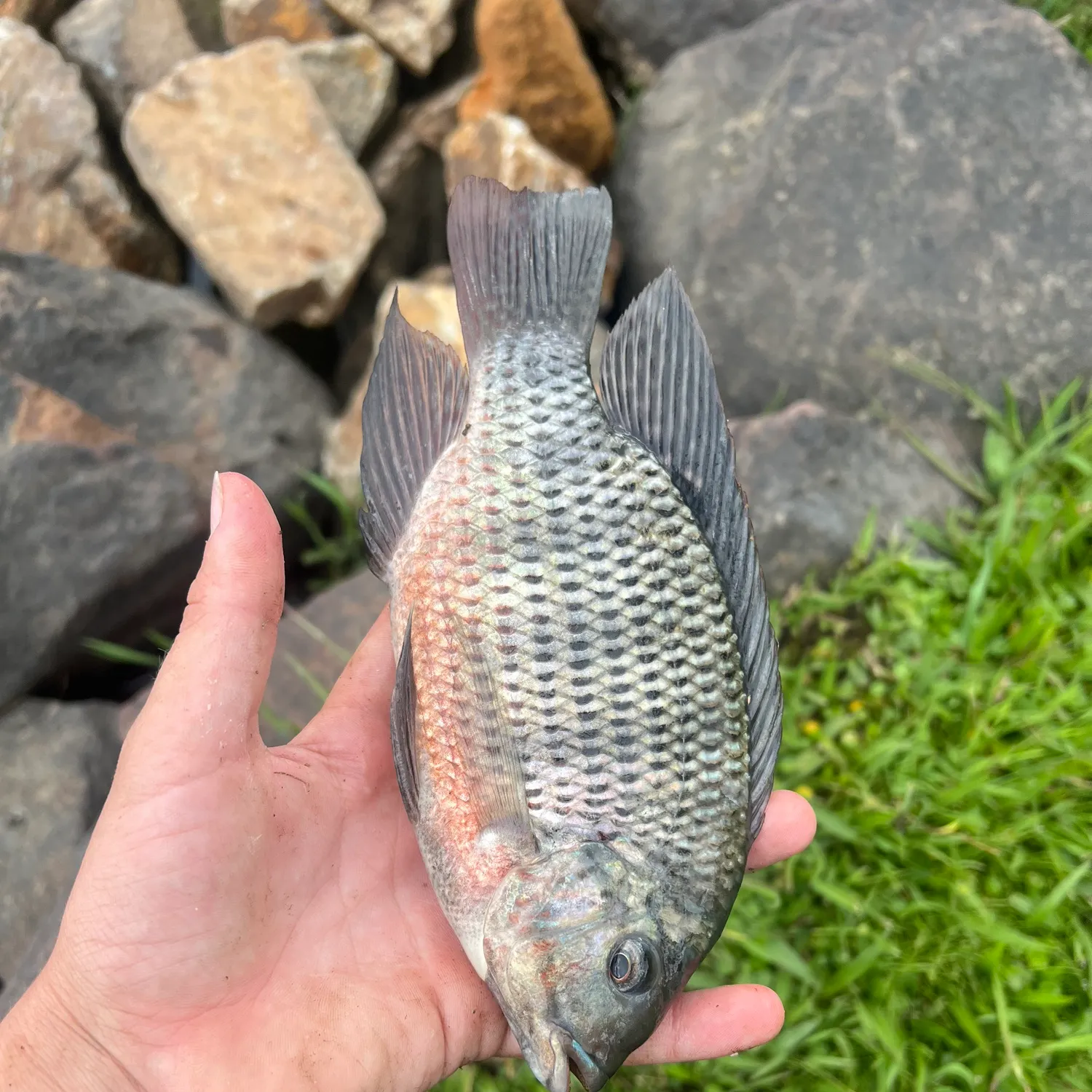 The most recent Redbreast tilapia catches on Fishbrain