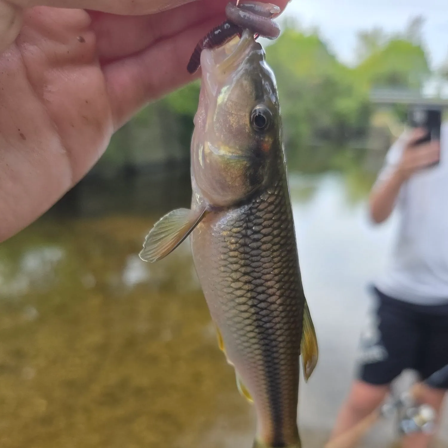 Hornyhead chub caught on Fishbrain