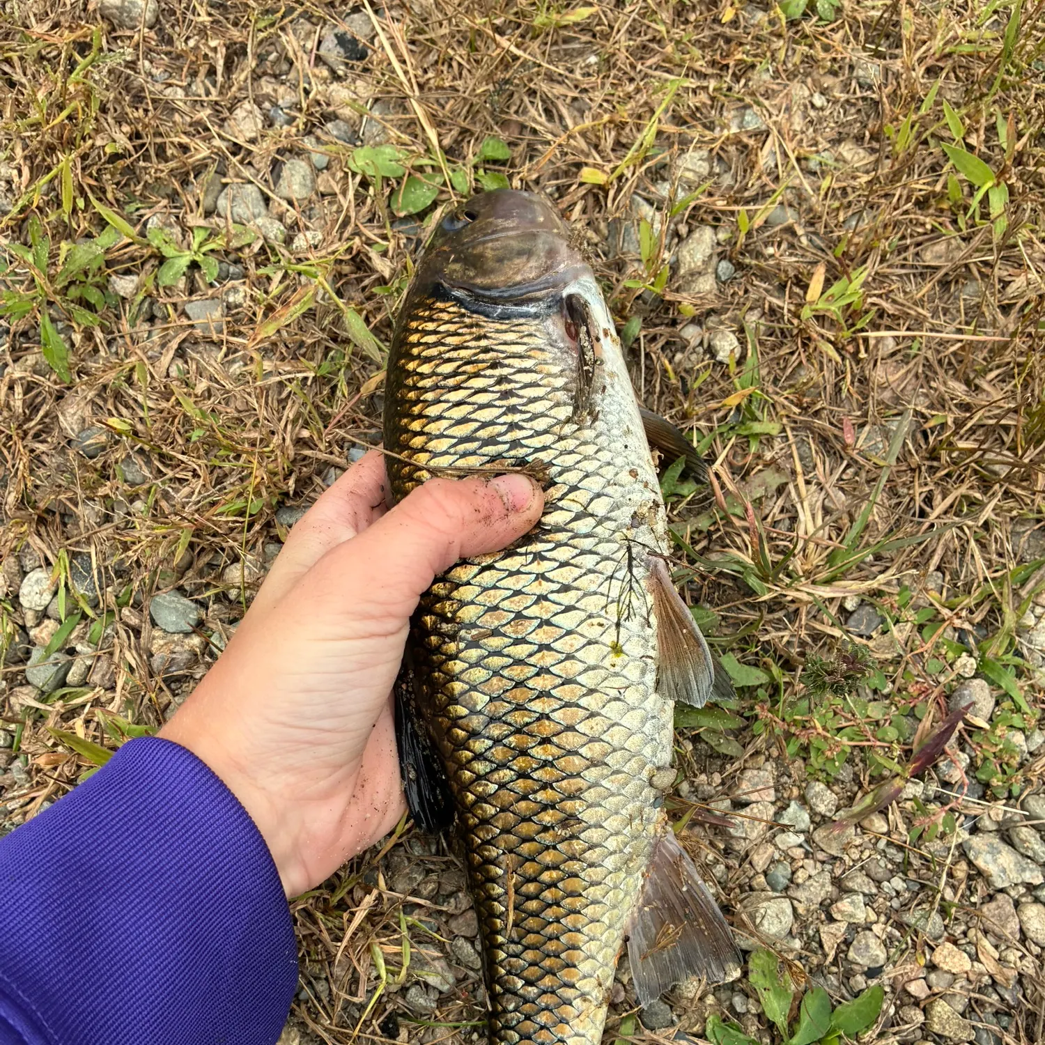 Fallfish caught on Fishbrain