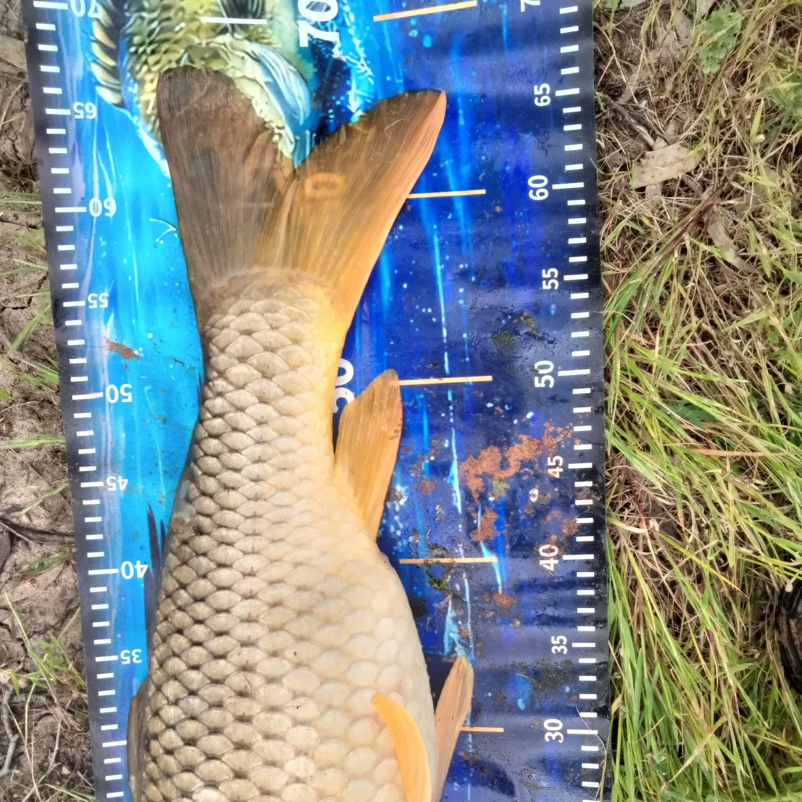 Common carp caught on Fishbrain