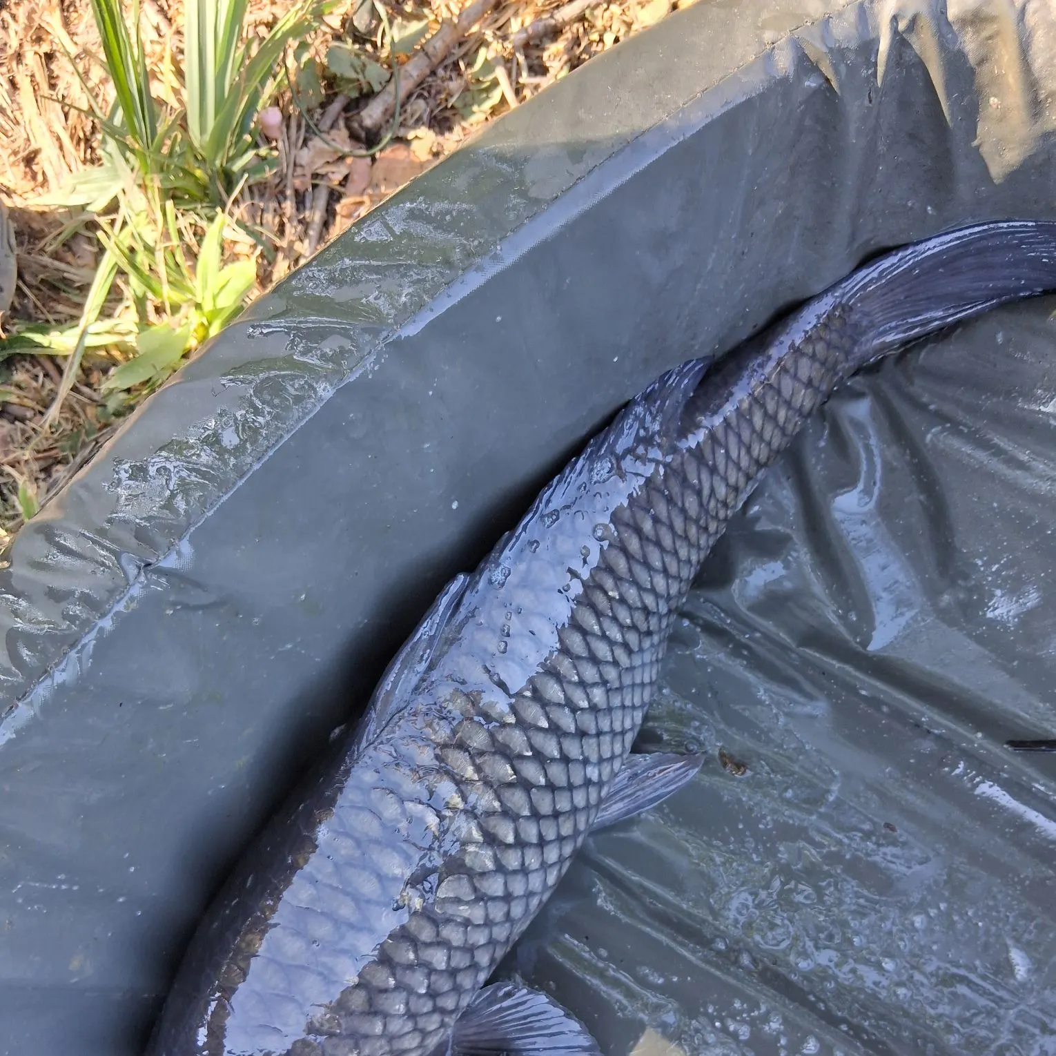 Common carp caught on Fishbrain