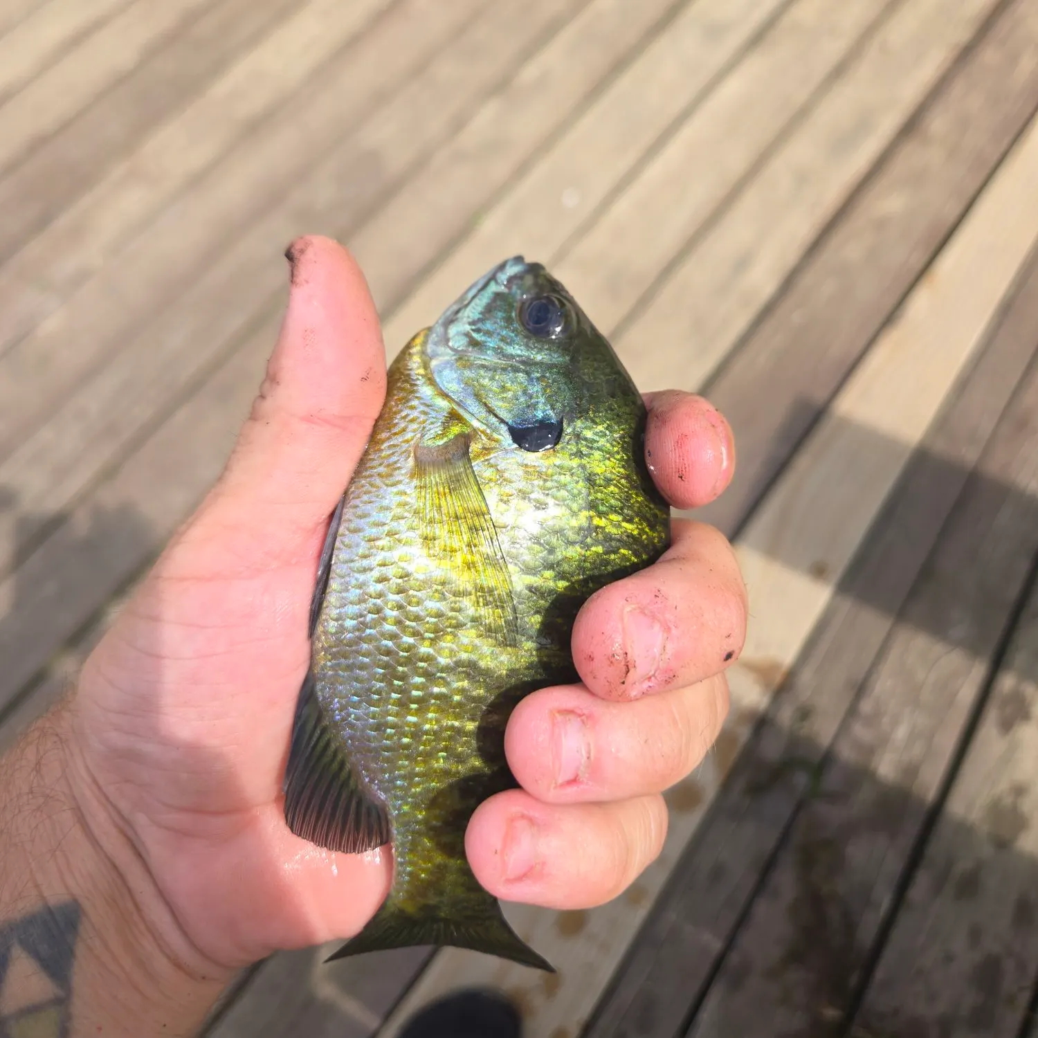 Bluegill caught on Fishbrain