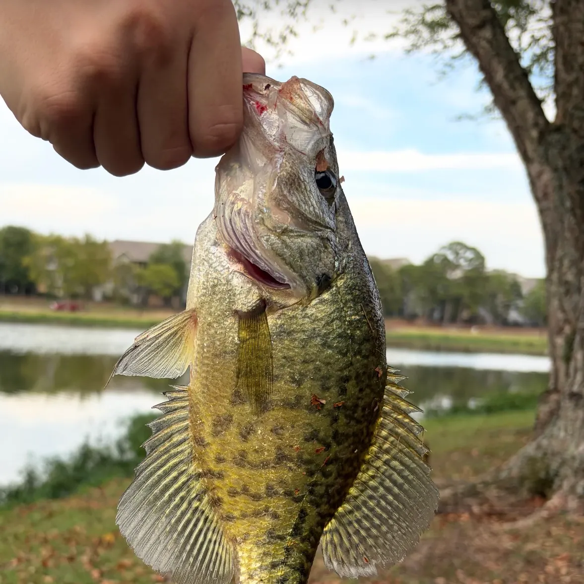 White crappie caught on Fishbrain