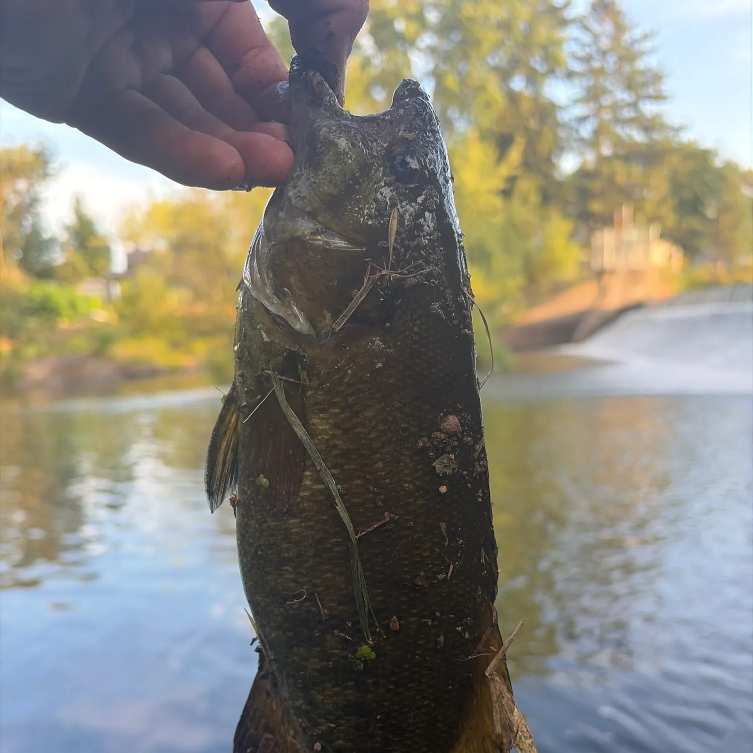 Smallmouth bass caught on Fishbrain