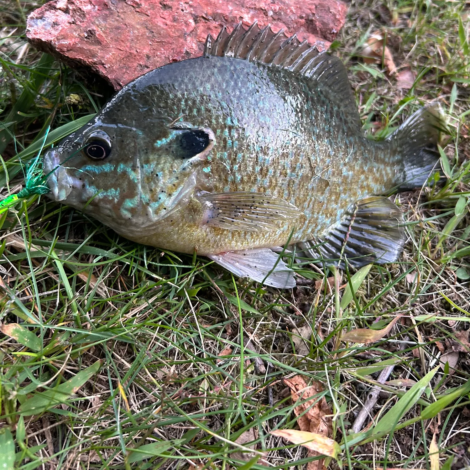 Greengill hybrid caught on Fishbrain