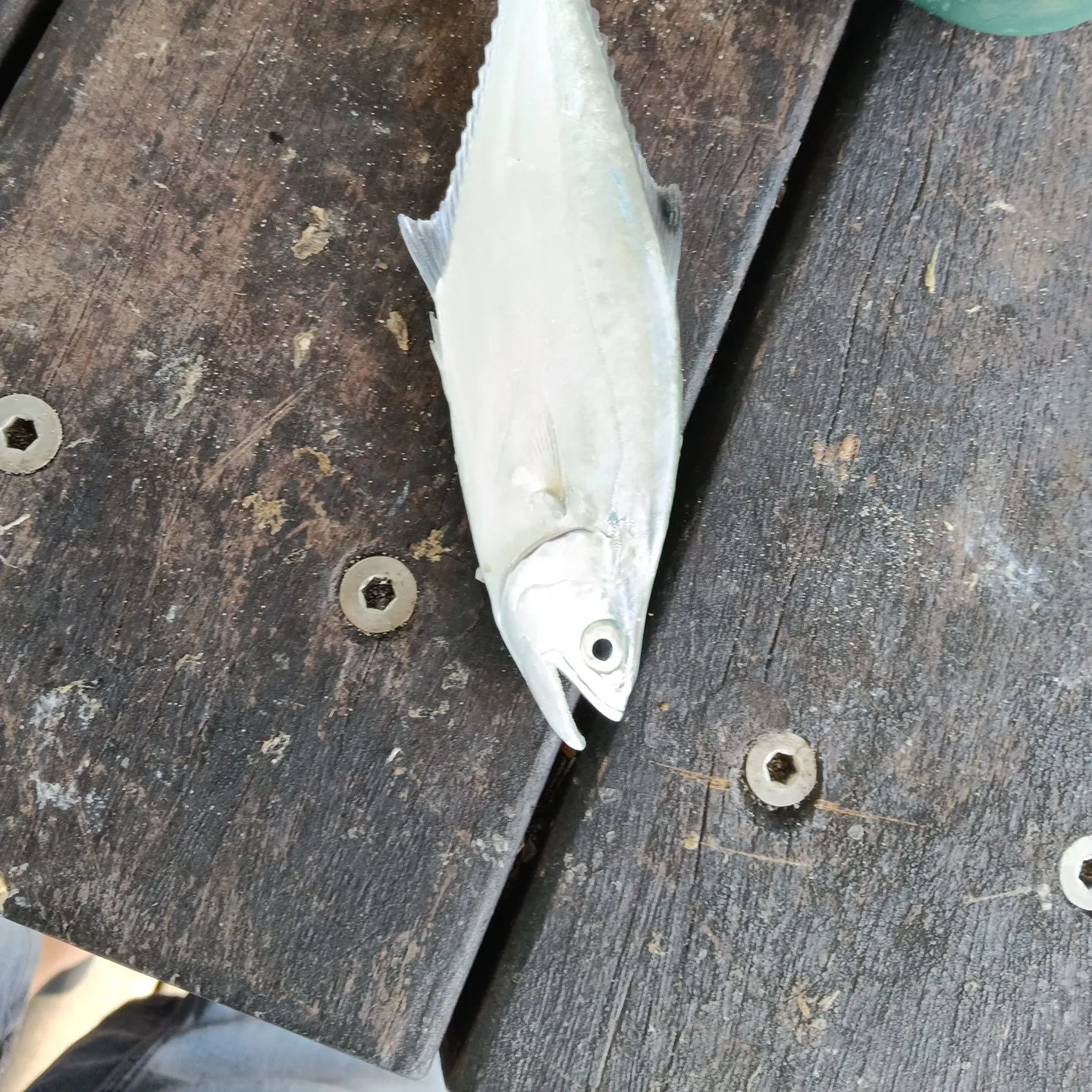 Talang queenfish caught on Fishbrain