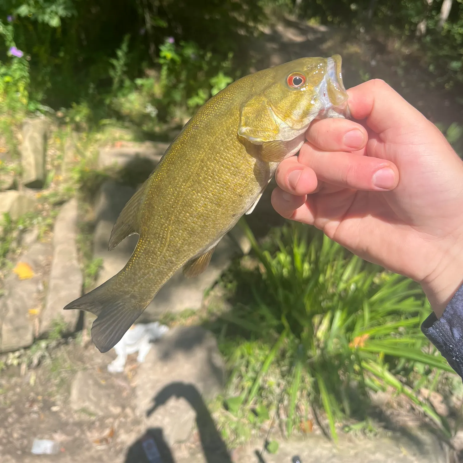 Smallmouth bass caught on Fishbrain