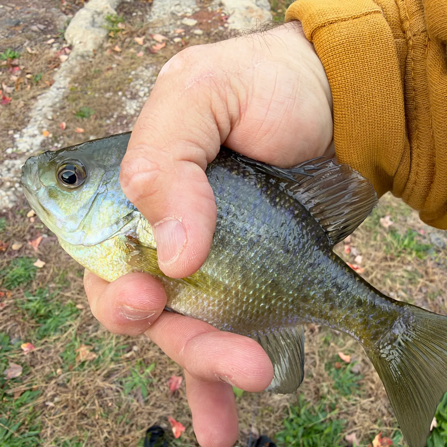 Bluegill caught on Fishbrain