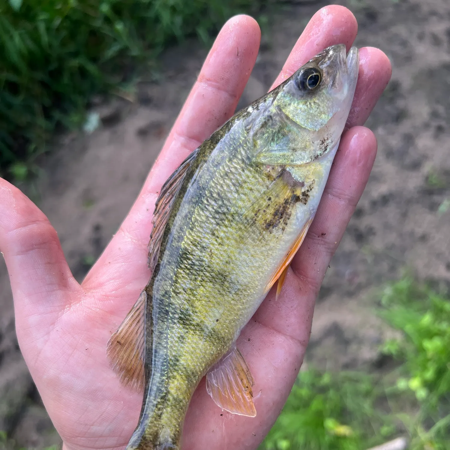 Yellow perch caught on Fishbrain