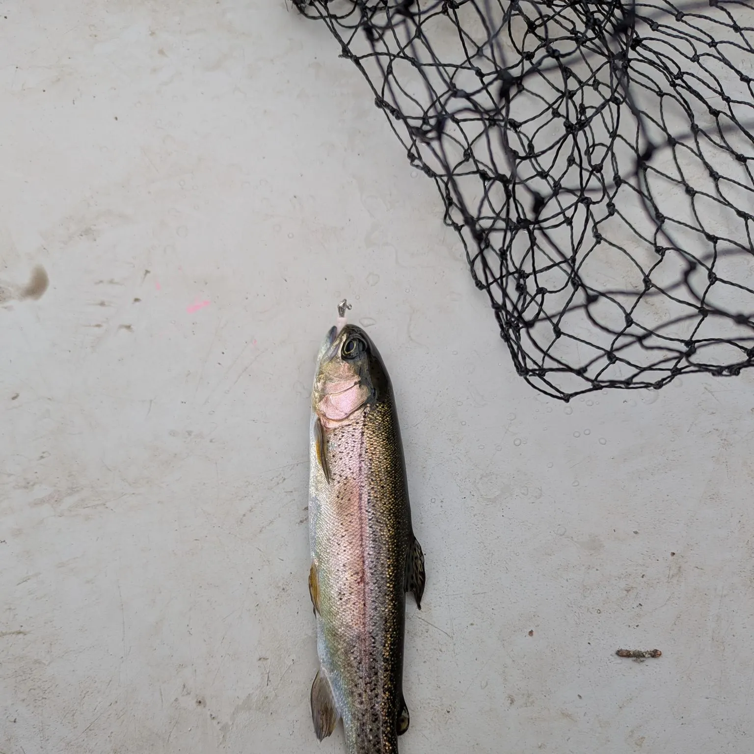 Rainbow trout caught on Fishbrain