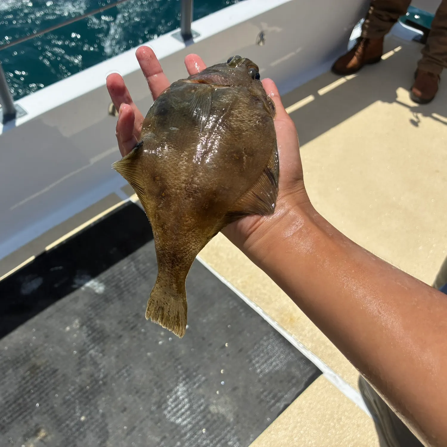 The most recent Pacific sanddab catches on Fishbrain