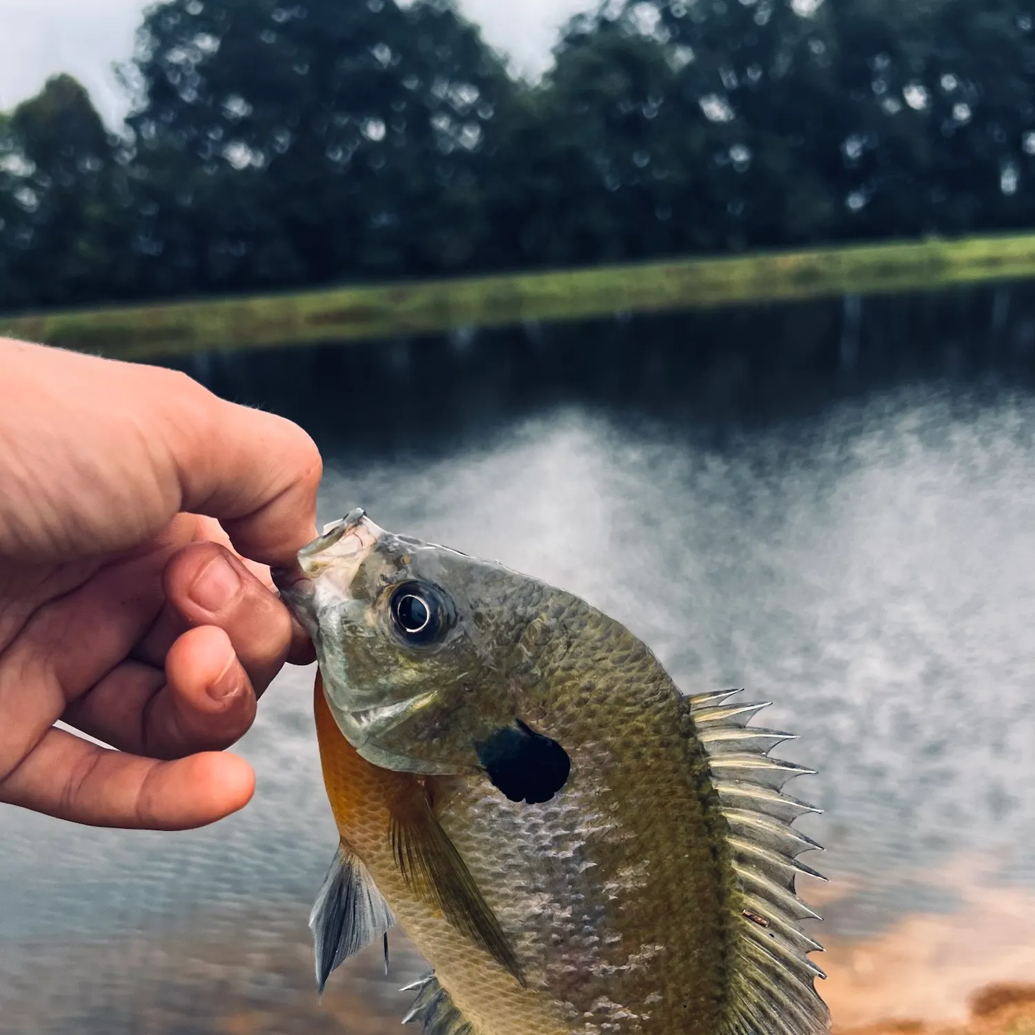 The most recent Bluegill catches on Fishbrain