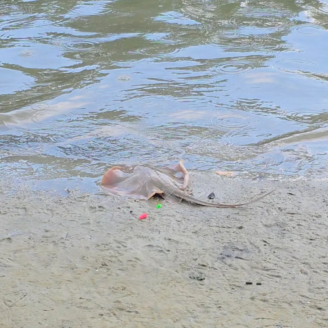 The most recent Atlantic stingray catches on Fishbrain
