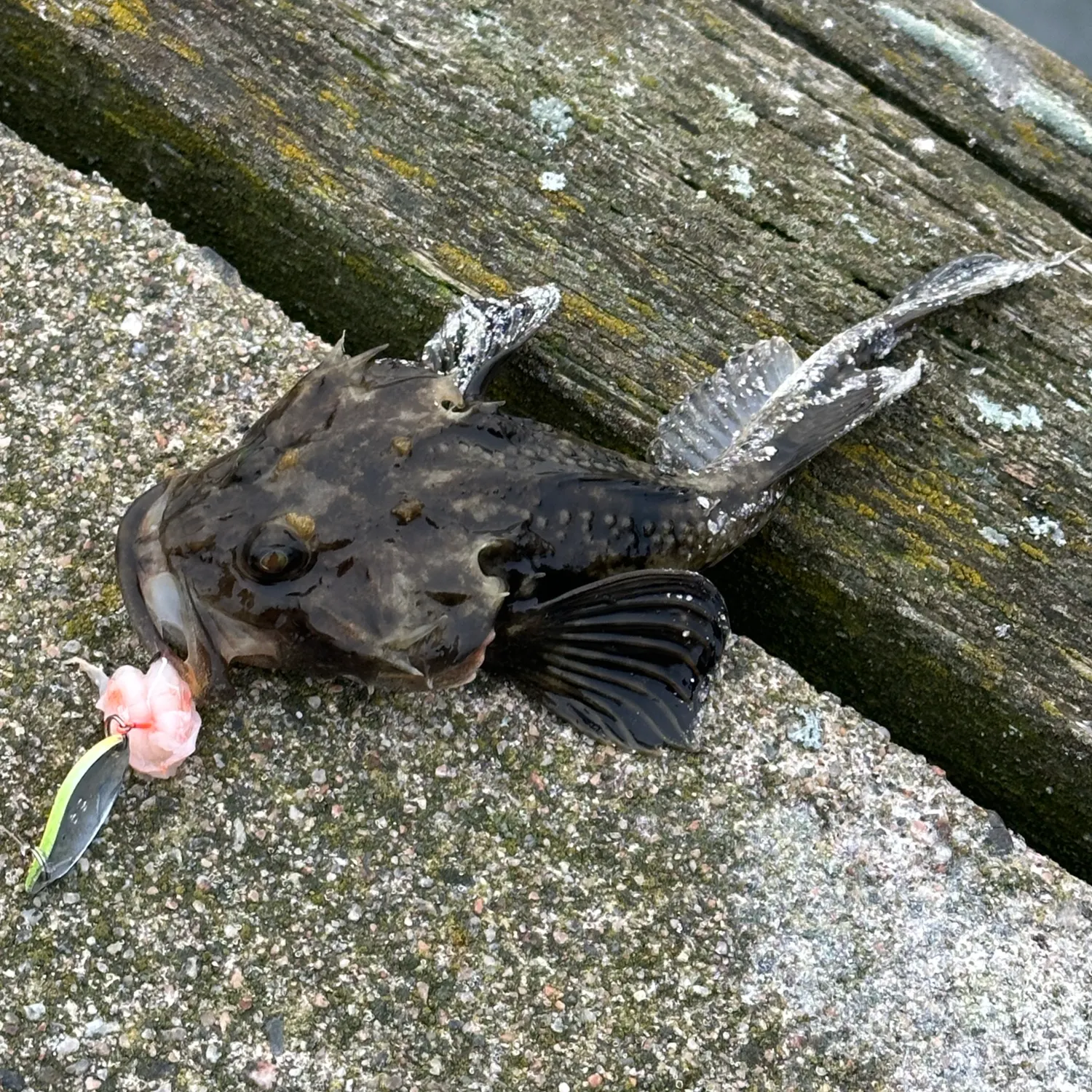 The most recent Fourhorn sculpin catches on Fishbrain