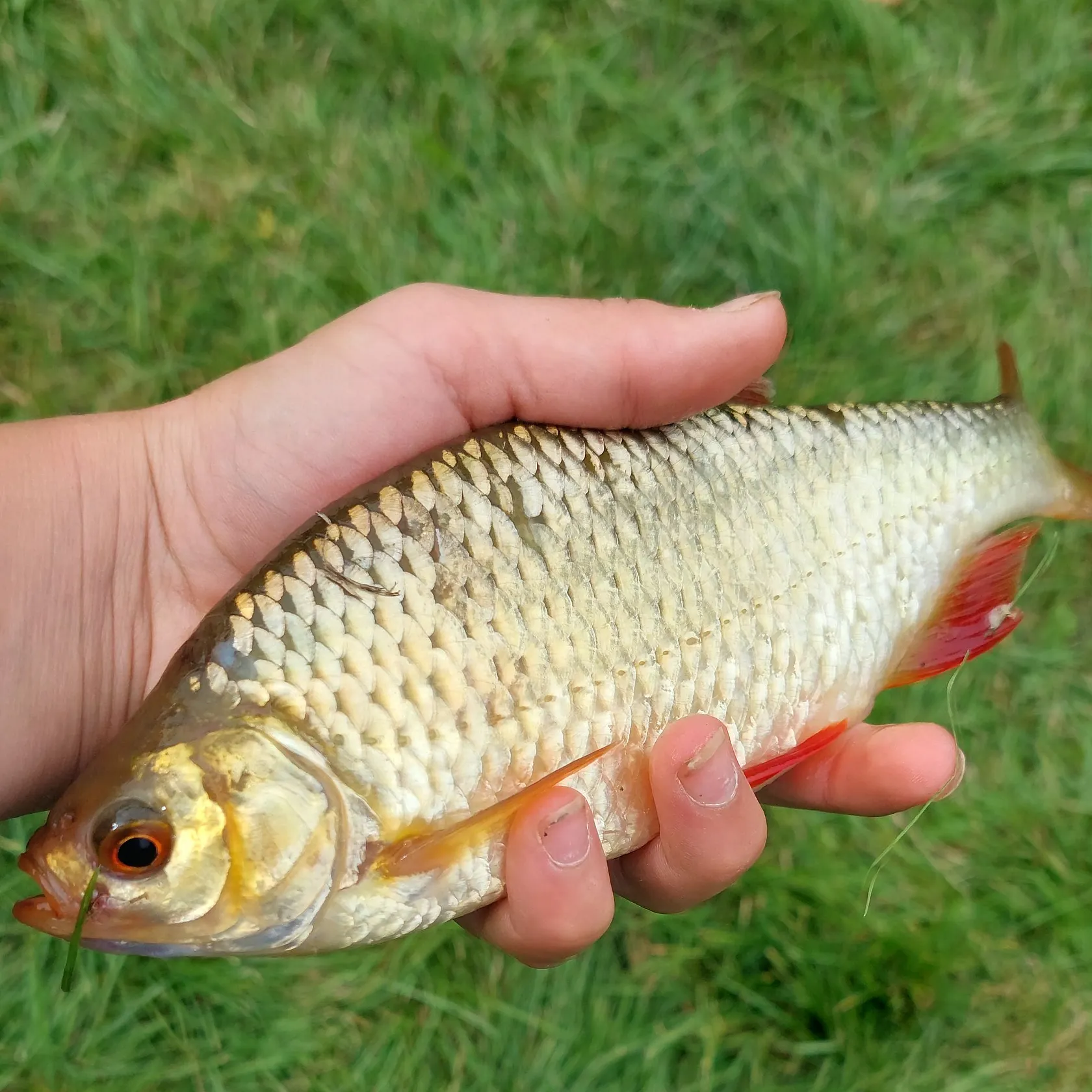Common rudd caught on Fishbrain