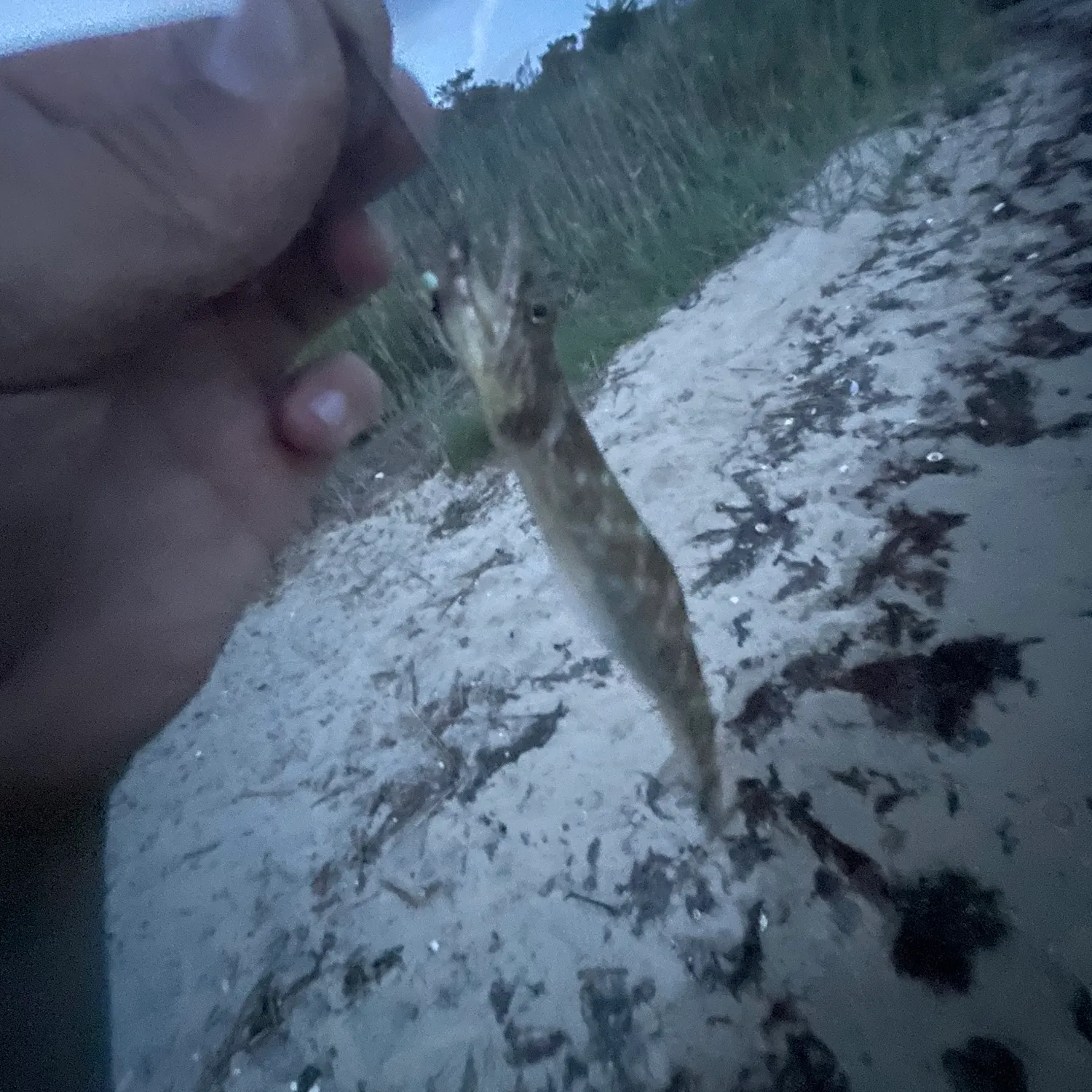 Northern kingcroaker caught on Fishbrain