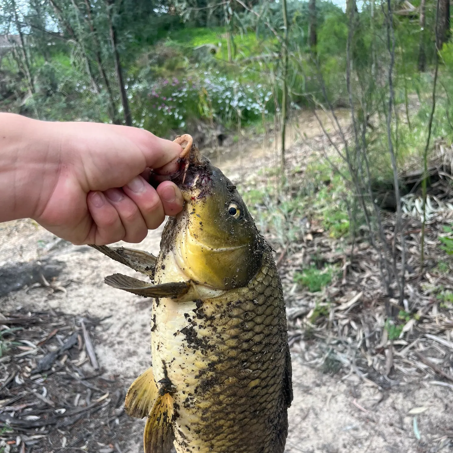 Common carp caught on Fishbrain