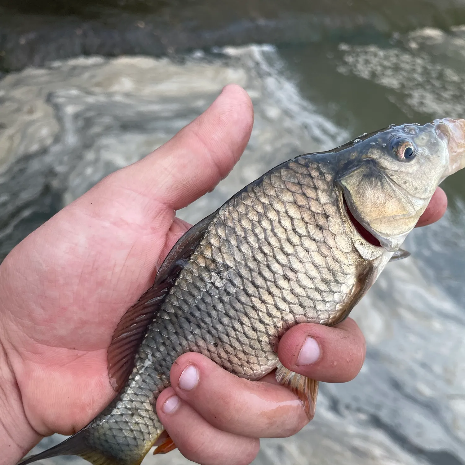 Common carp caught on Fishbrain