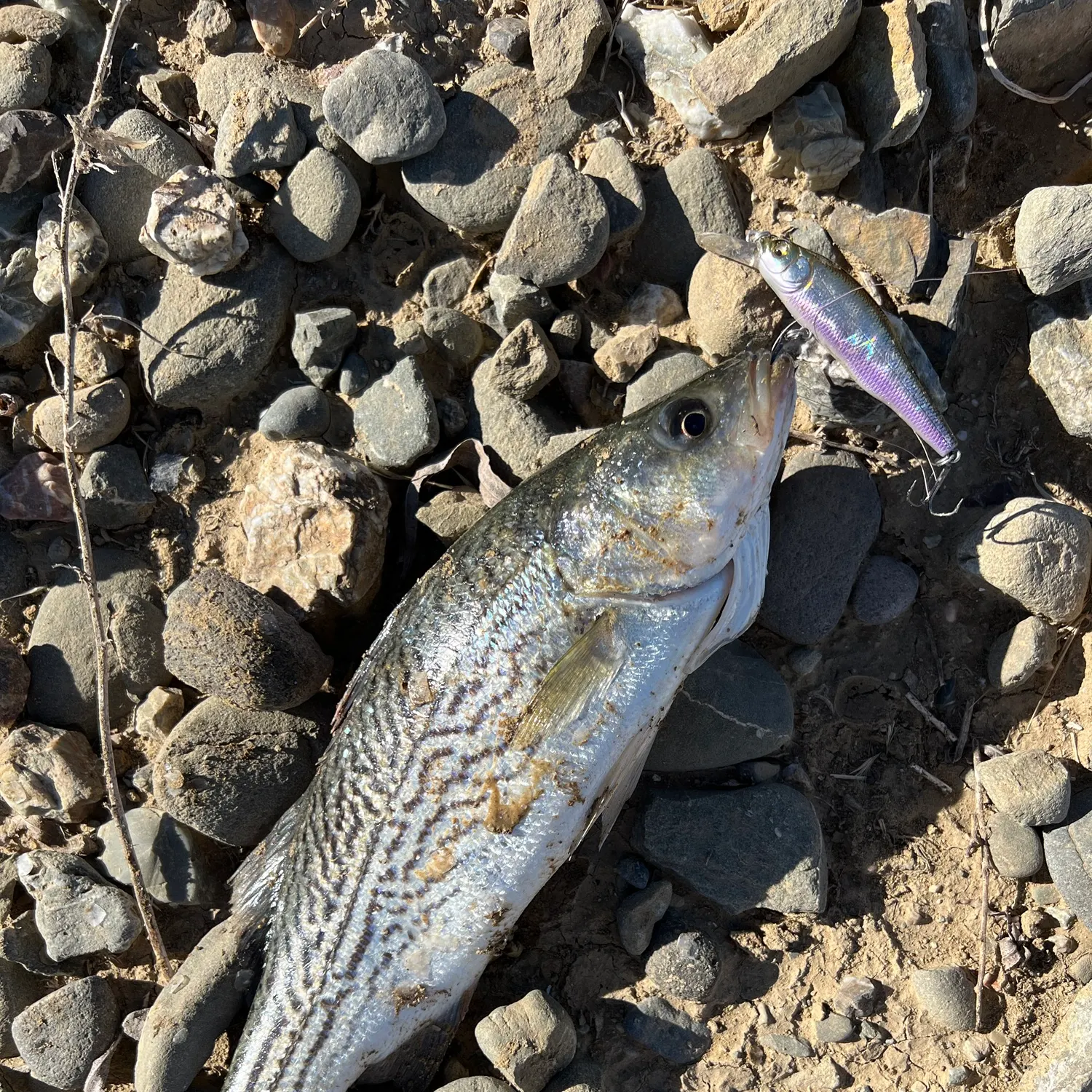 Striped bass caught on Fishbrain