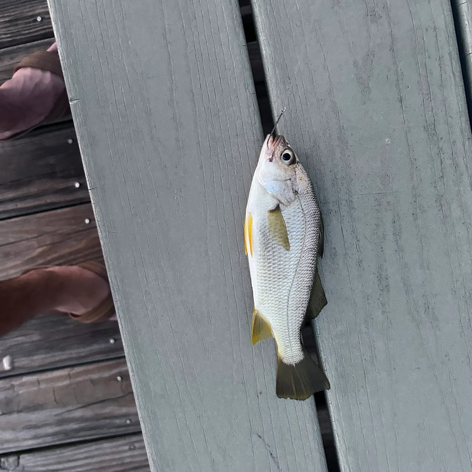 The most recent Silver perch catches on Fishbrain