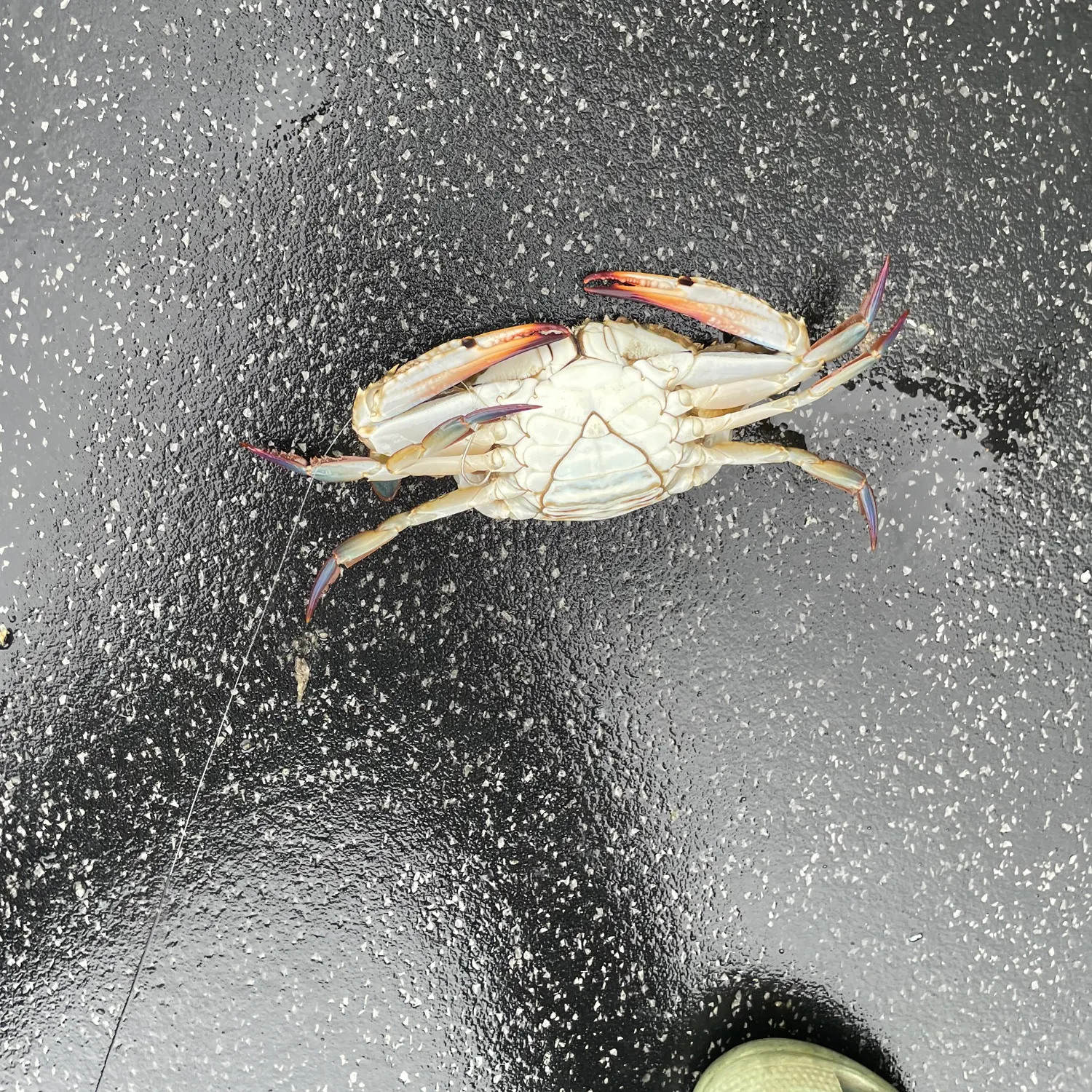 The most recent Dungeness crab catches on Fishbrain
