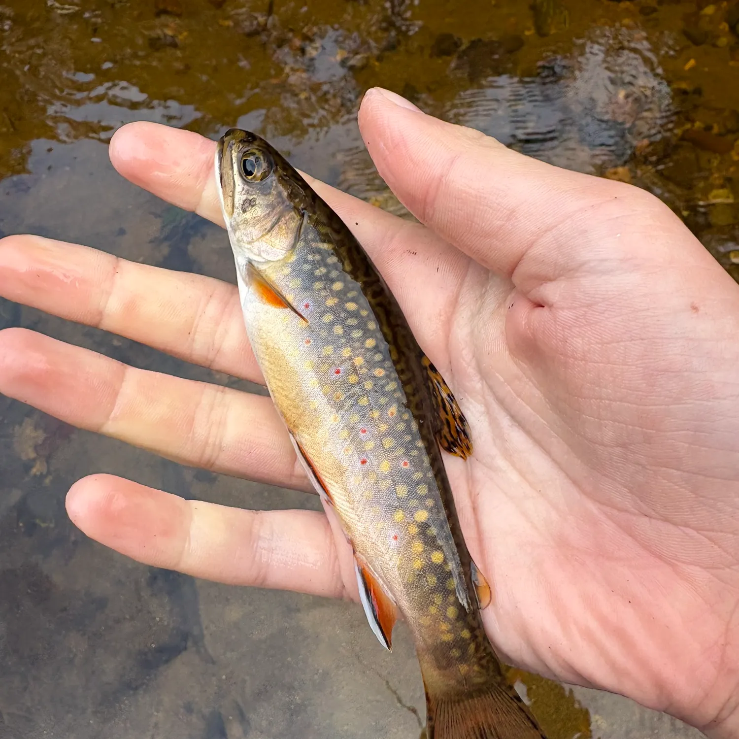 Brook trout caught on Fishbrain