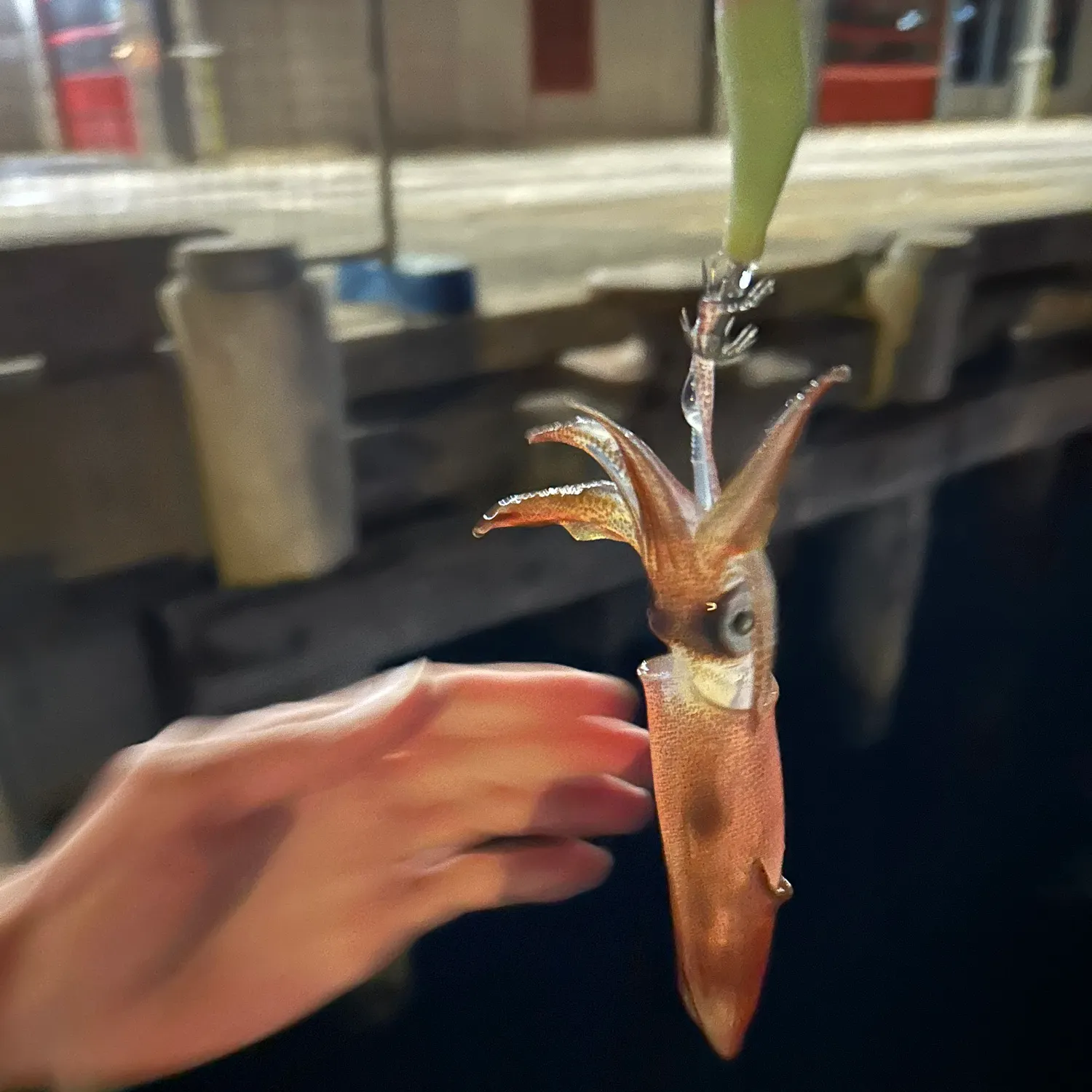 The most recent Gould's squid catches on Fishbrain