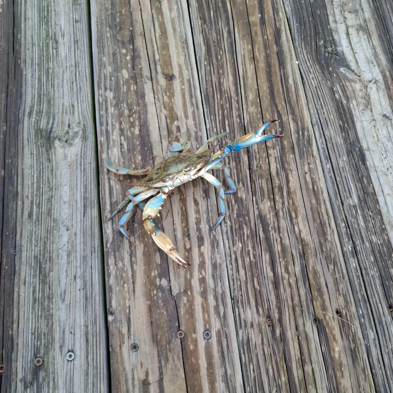Blue crab caught on Fishbrain