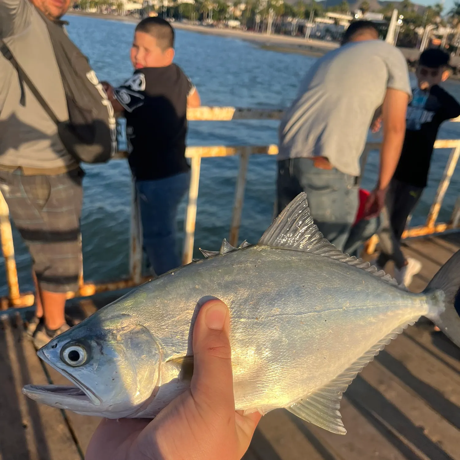 The most recent Talang queenfish catches on Fishbrain