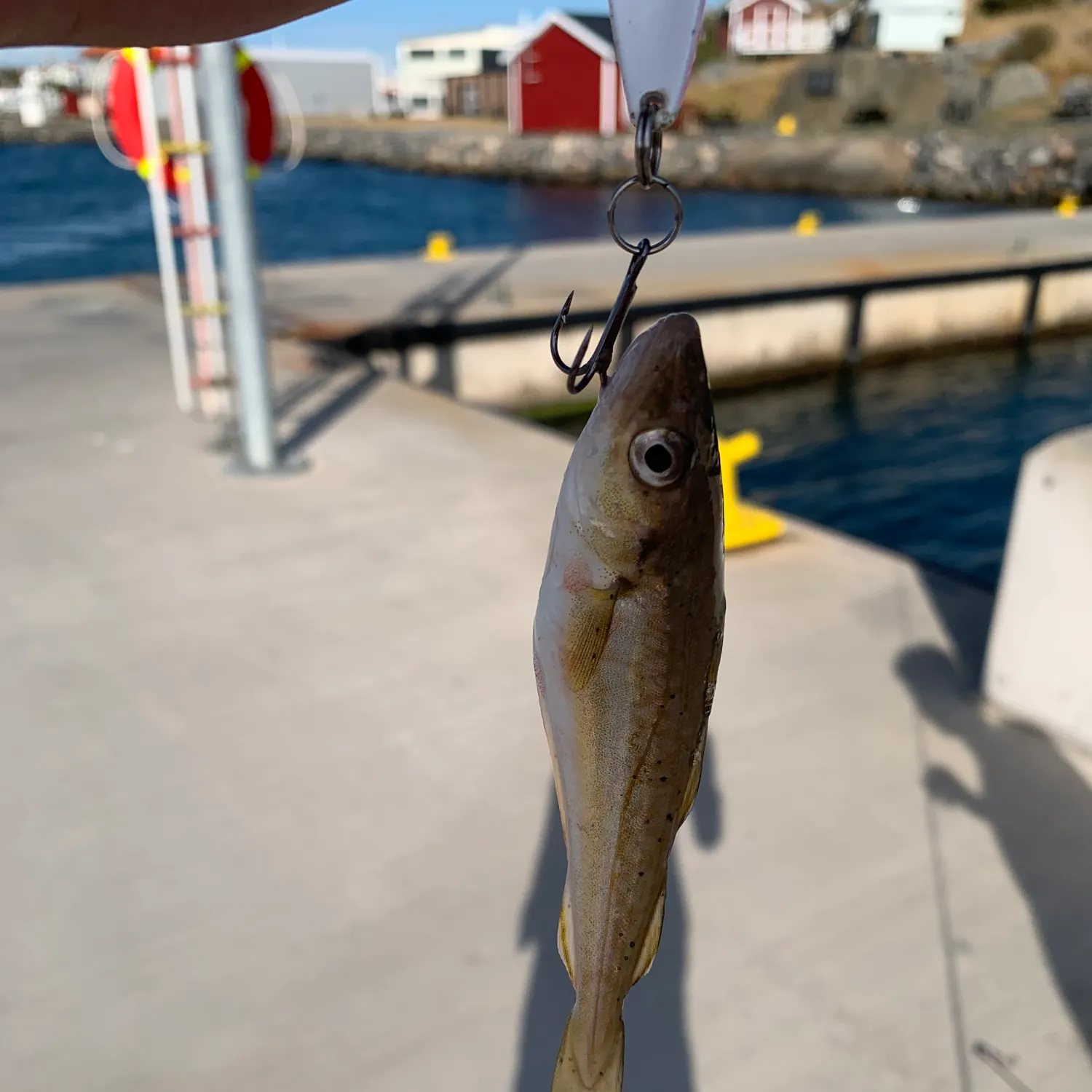 The most recent Whiting catches on Fishbrain