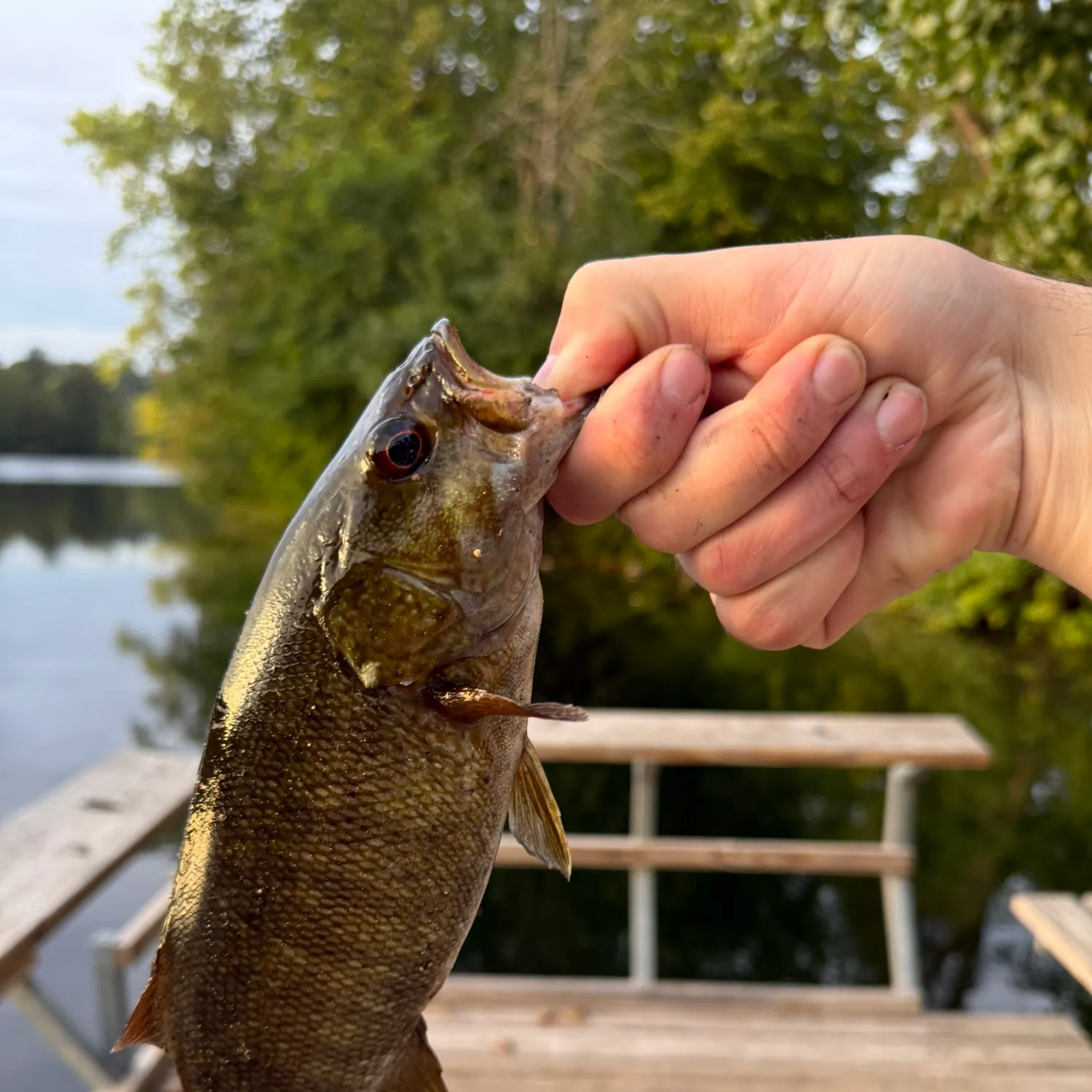 Smallmouth bass caught on Fishbrain
