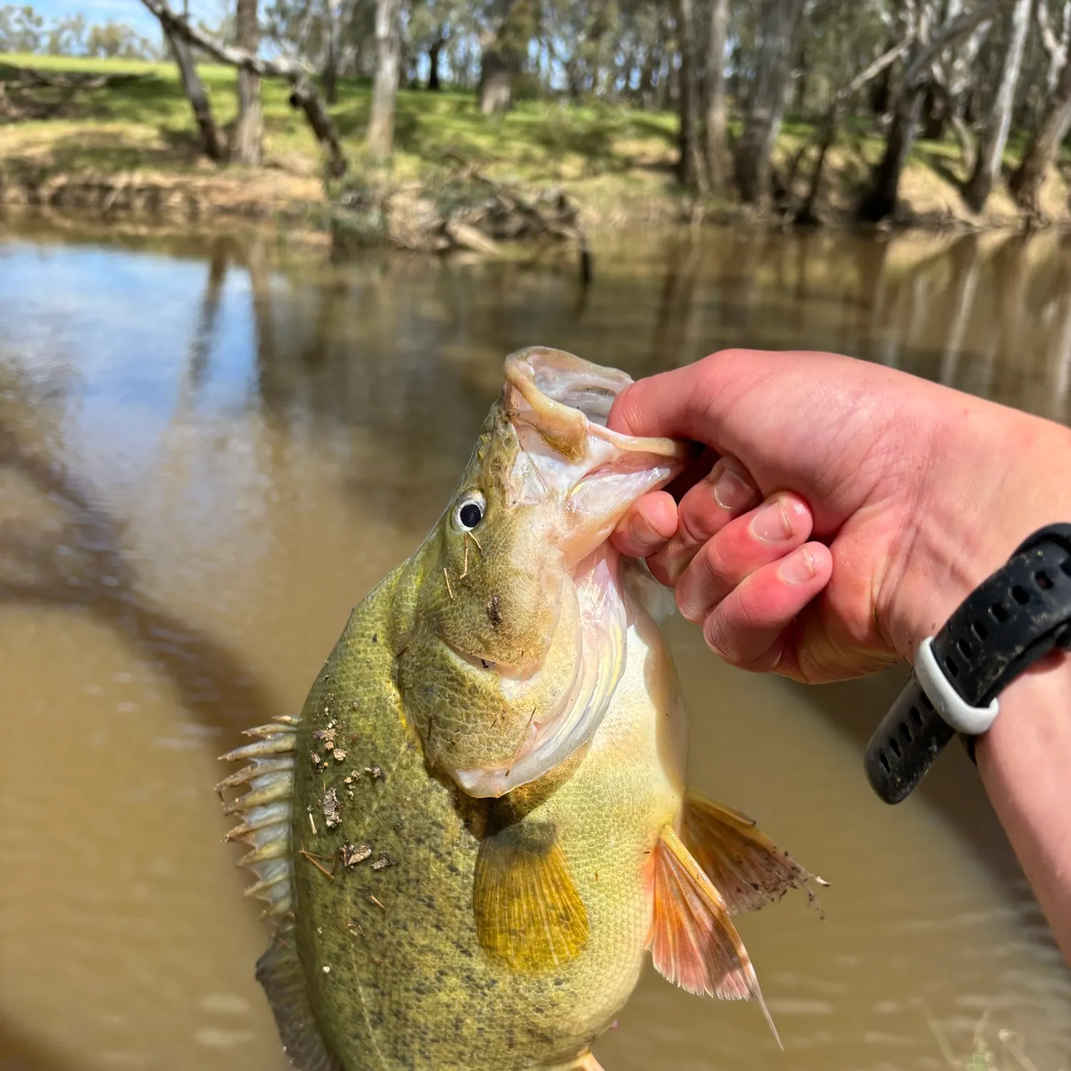 Golden perch caught on Fishbrain