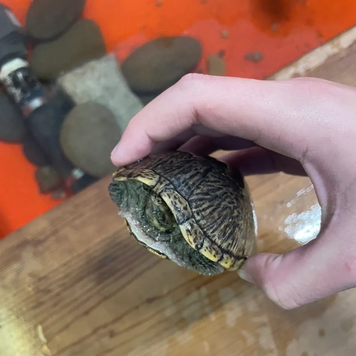 Eastern musk turtle caught on Fishbrain