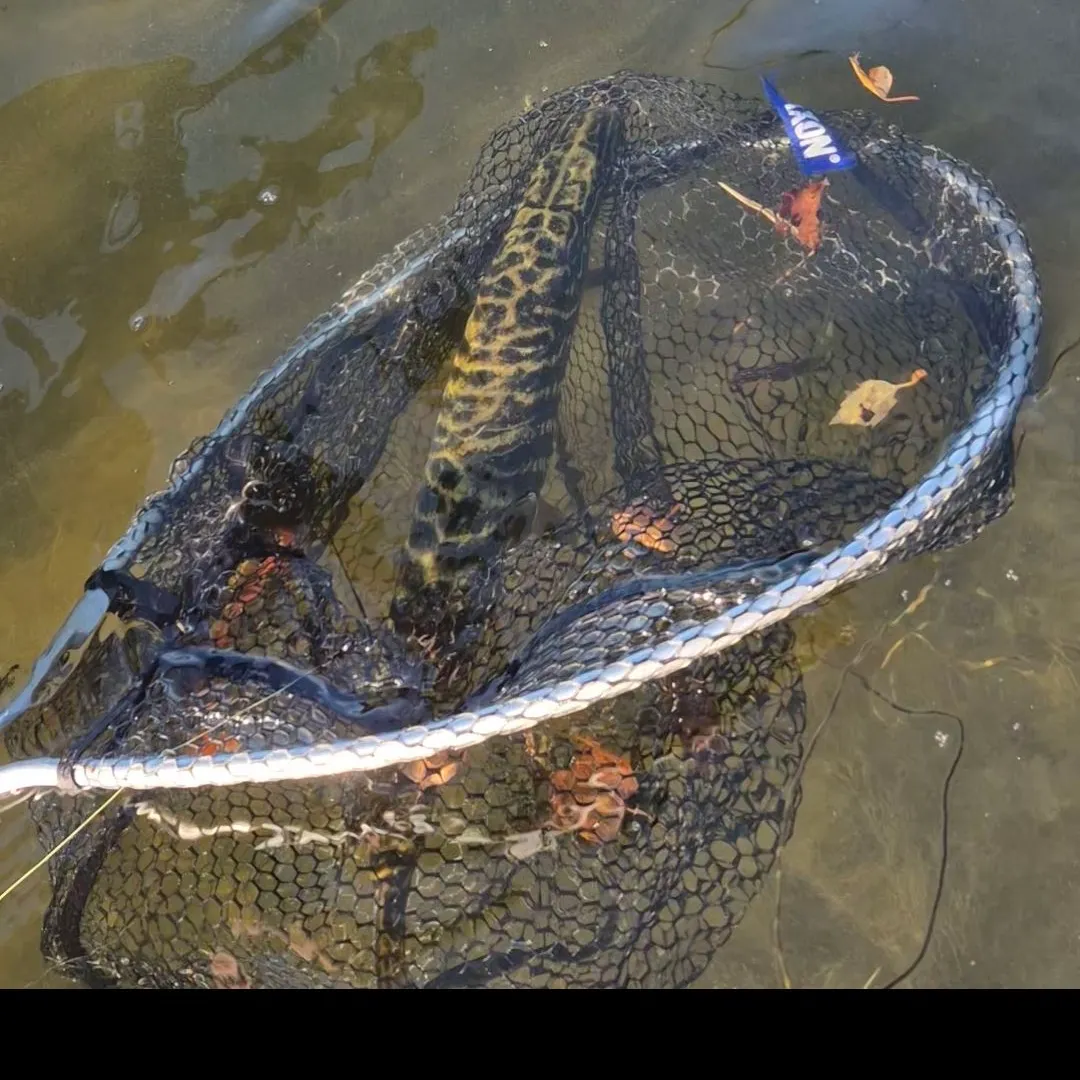 Northern pike caught on Fishbrain