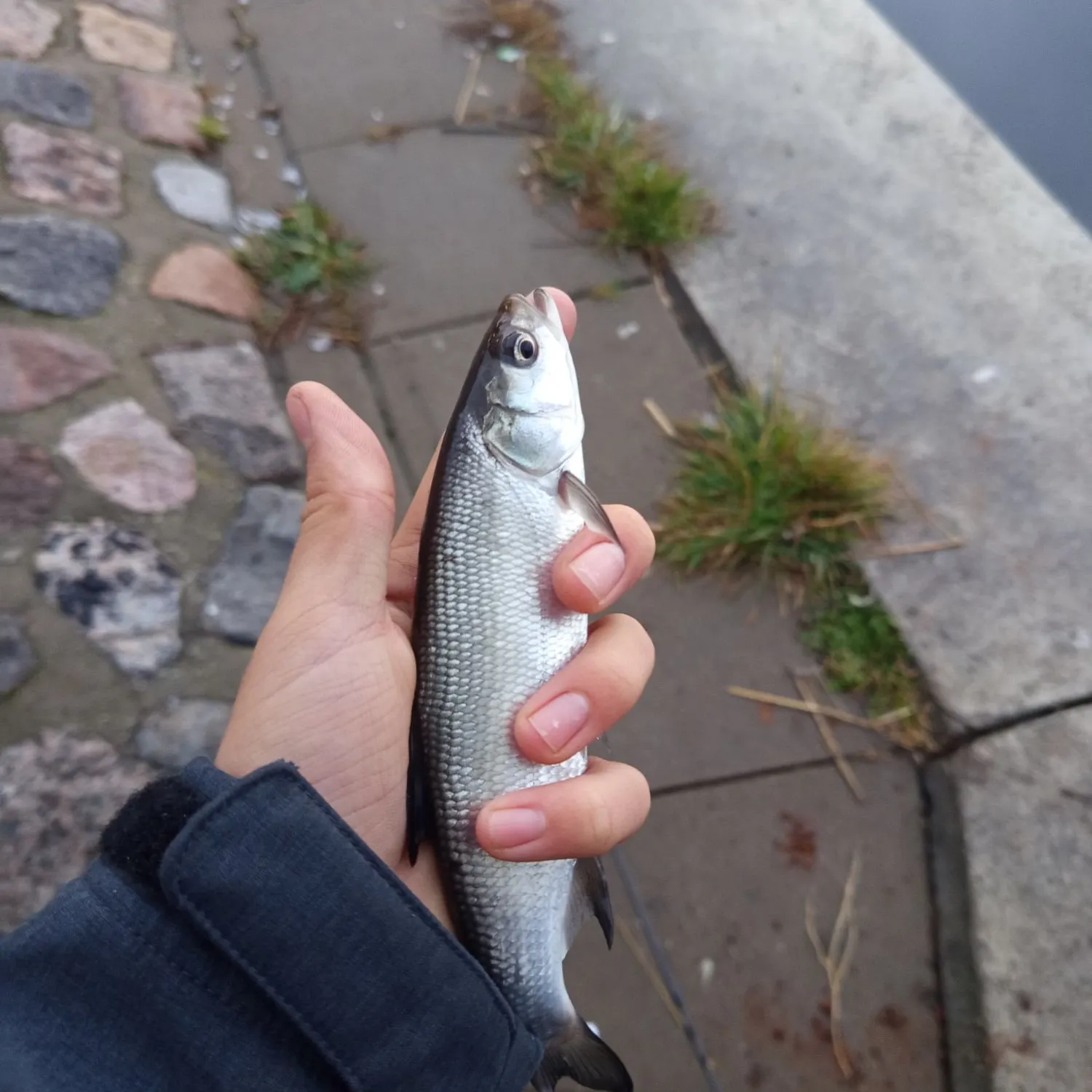 The most recent Asp catches on Fishbrain