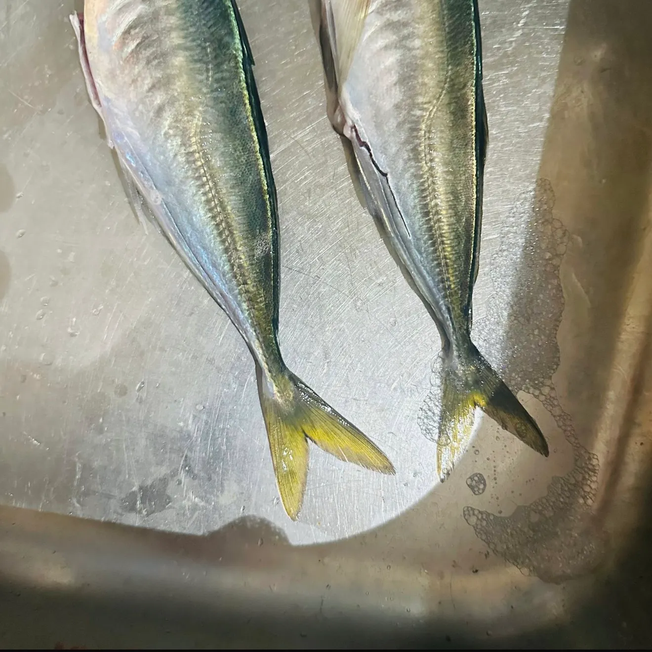 The most recent Atlantic horse mackerel catches on Fishbrain