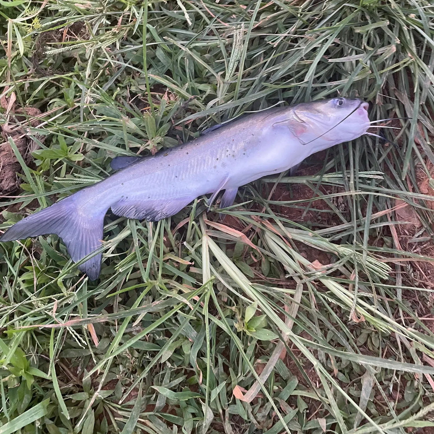 Channel catfish caught on Fishbrain