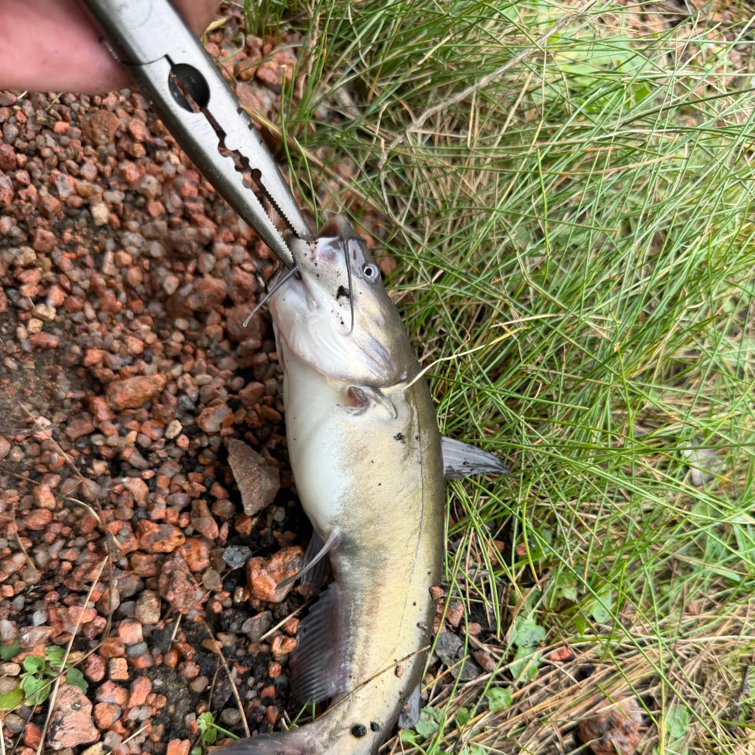 Fish caught on Fishbrain
