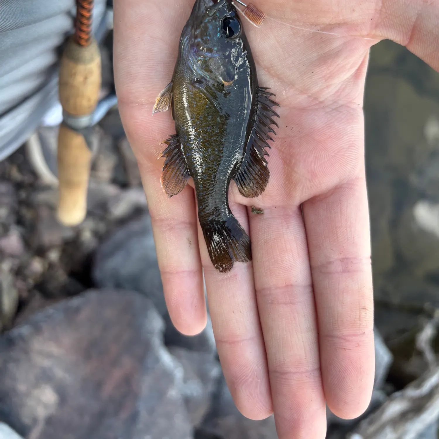 Green sunfish caught on Fishbrain