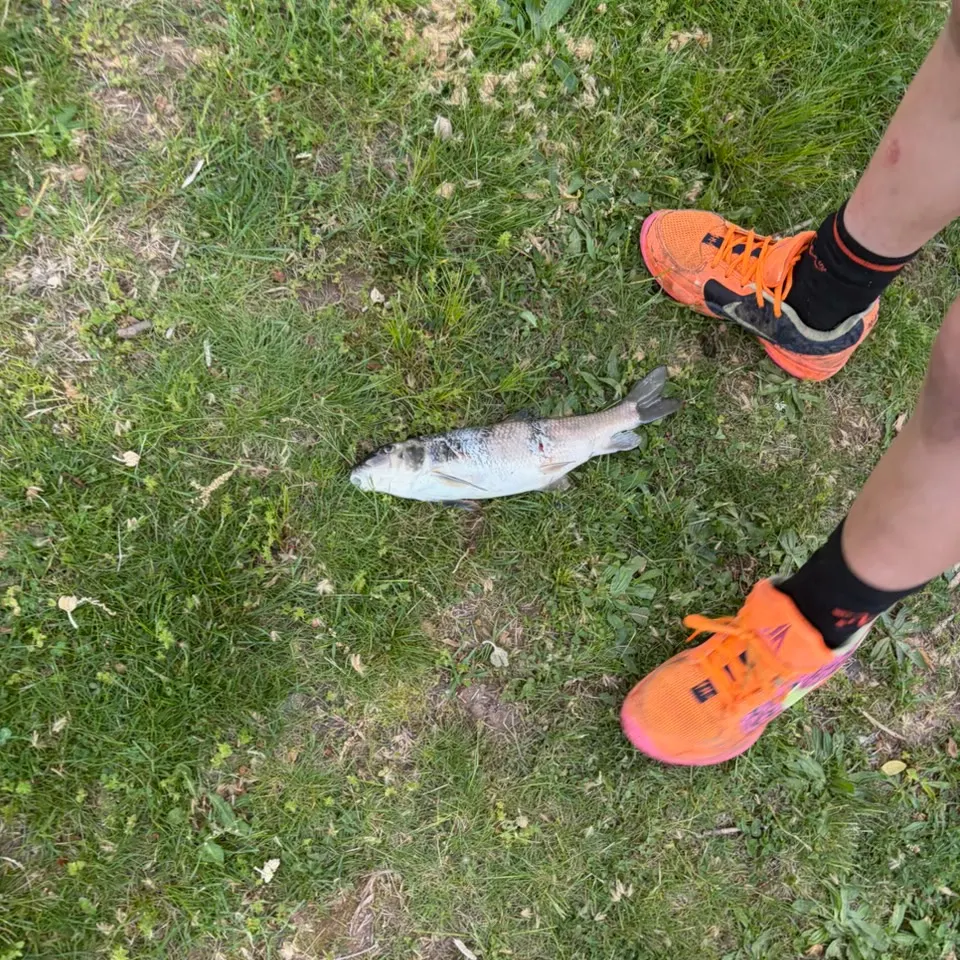 White sucker caught on Fishbrain